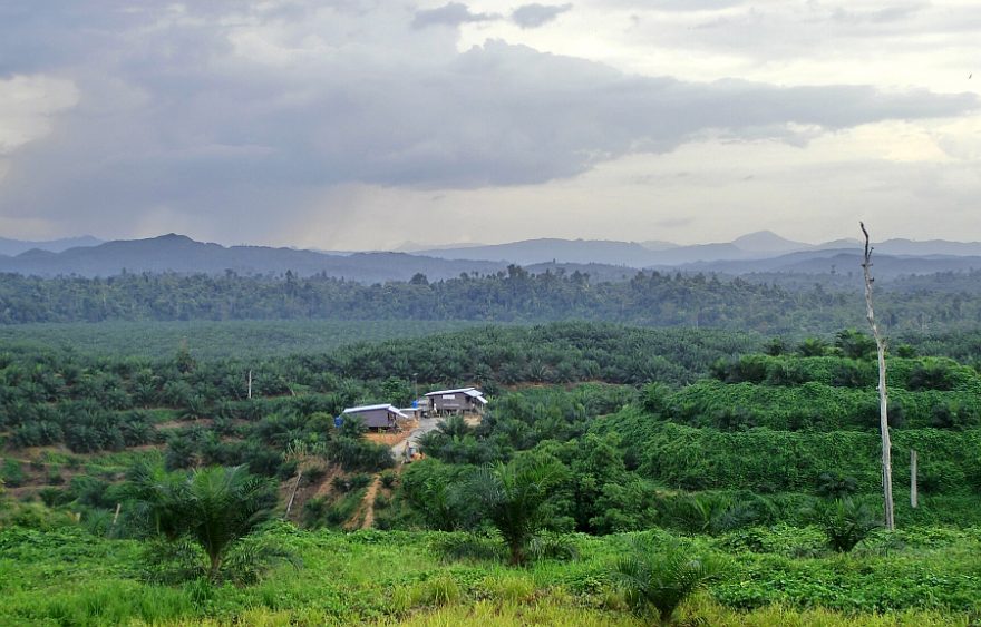 Plantáže palem jsou na Borneu už skoro všude.