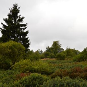 Oblast Neur Lowé je vlastně rozsáhlá louka s keři, kameny a osamoceně rostoucími stromy.