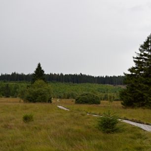 Po dřevěných lávkách se přesunujeme napříč vřesovištěm Fagne de la Polleur.