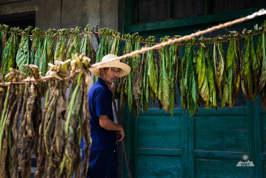 Pěstitel tabáku v Číně