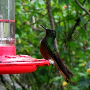 Kolibřík, Kolumbie