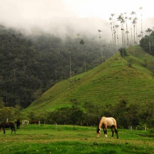 Ve Valle de cocora lze narazit na pasoucí se koně i krávy