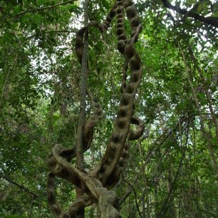 Liány jsou někdy tlustší než samotný kmen stromu