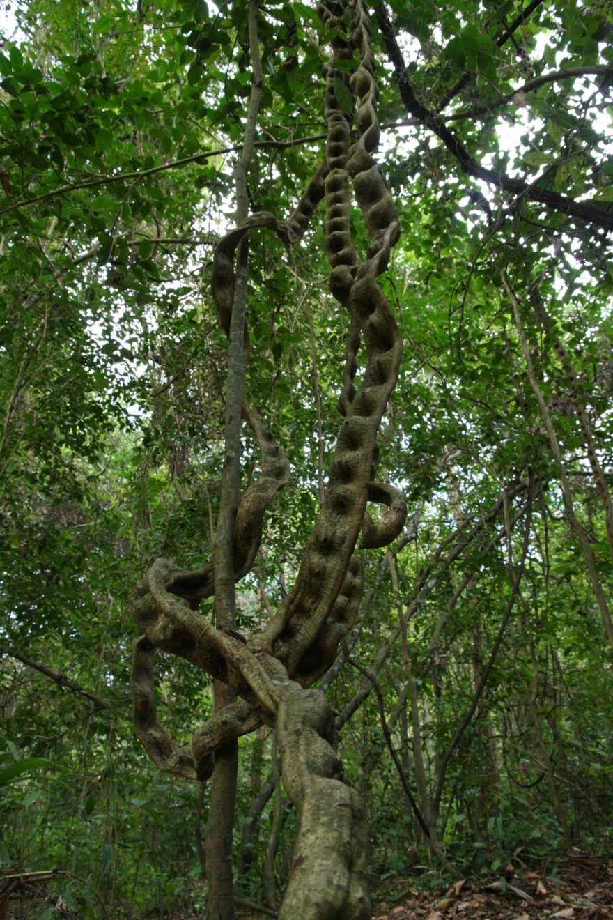 Liány jsou někdy tlustší než samotný kmen stromu