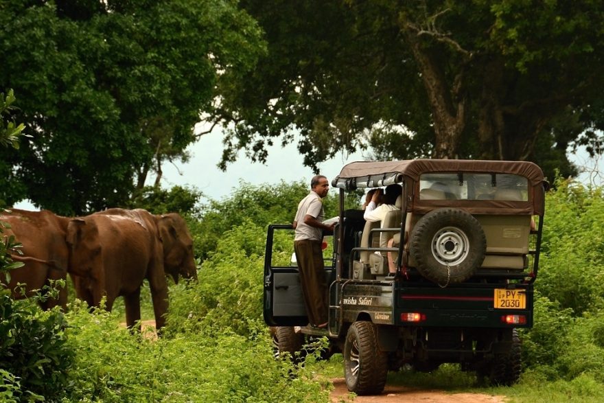 Srí Lanka - focení divokých slonů v národním parku Udawalawe