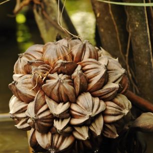 Barma plod vodní palmy druhu  Nypa fruticans