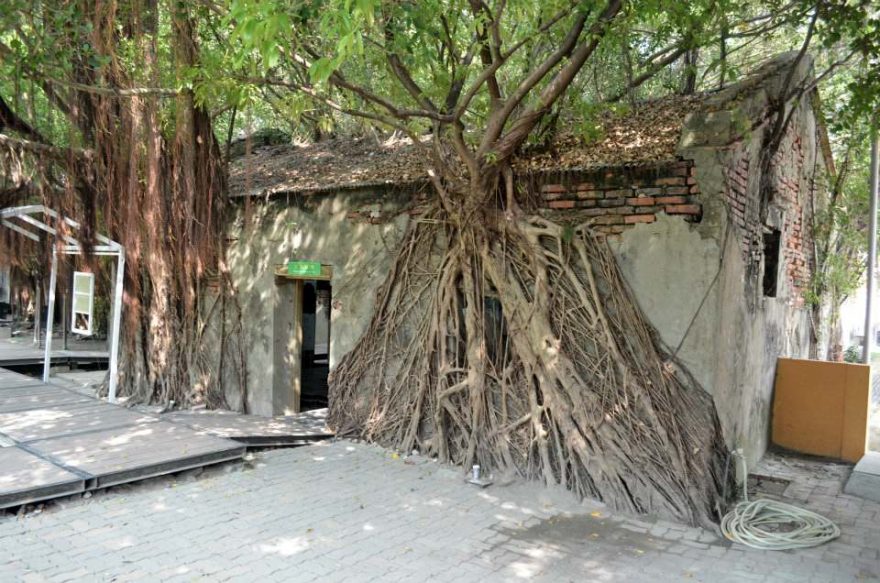 Aping Three House. Bývalý sklad prorostlý kmeny stromů.