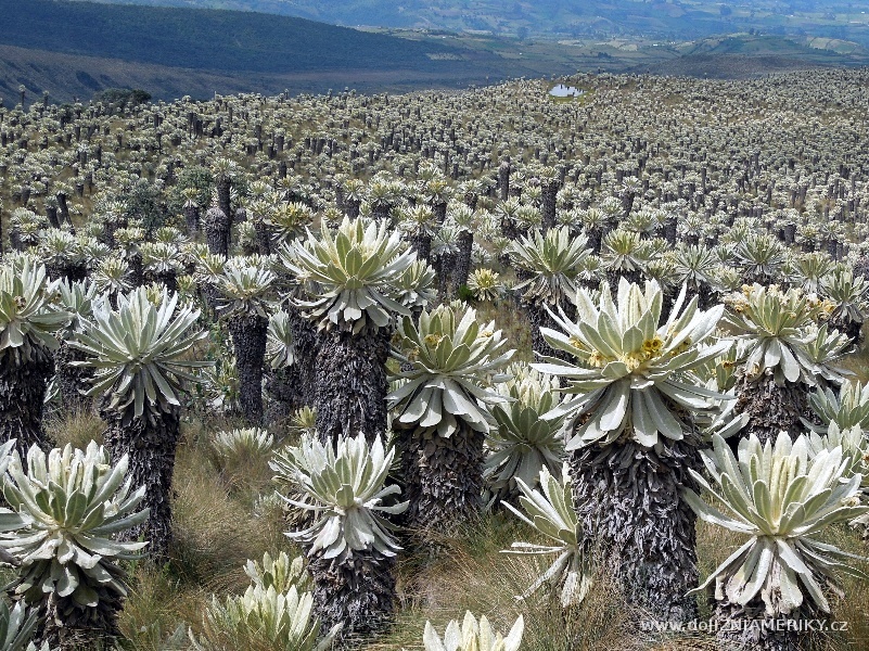 V severních Andách roste nespočet vysokých frailejónů 