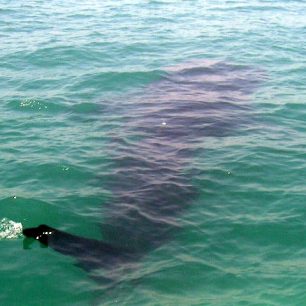 Butanding, žralok velrybí