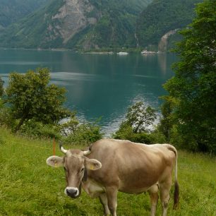 Procházka pod dohledem