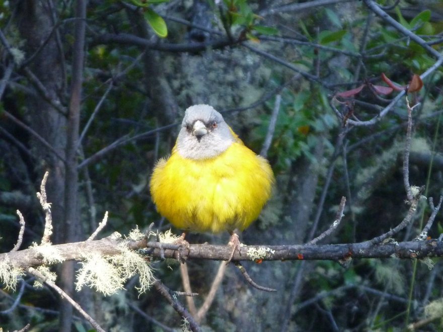 Místní ptactvo vypadá, že ho zástupy turistů nevzrušují.