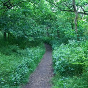 Stezka Vídeňským lesem (Shutterstock.com)