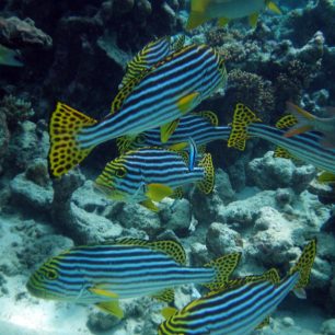 Život pod hladinou, Maledivy