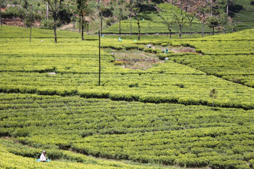 Ženy sbírající čaj 