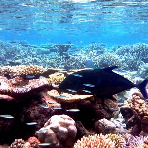 Život pod vodou, Maledivy