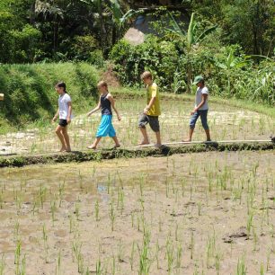 Děti přechází přes rýžové políčko