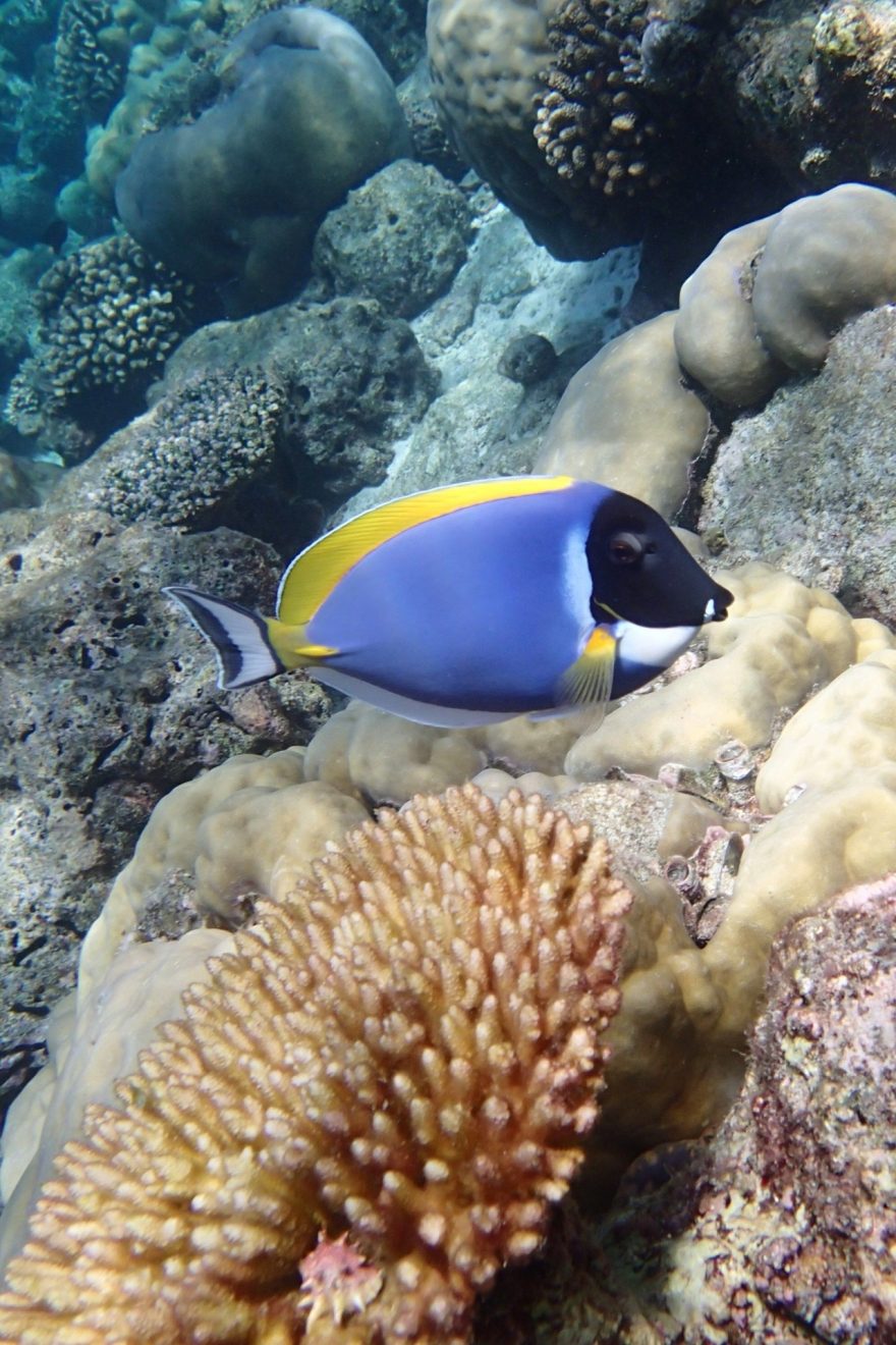 Pestrý svět pod hladinou