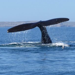 Pozorování velryb na poloostrově Valdes (Shutterstock.com)
