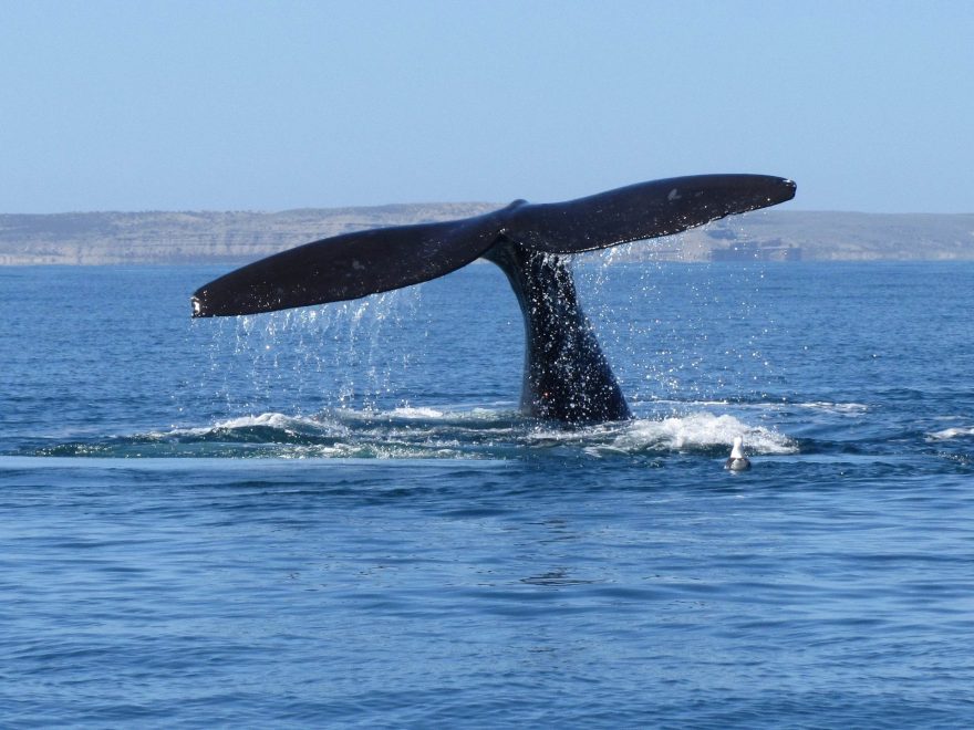 Pozorování velryb na poloostrově Valdes (Shutterstock.com)