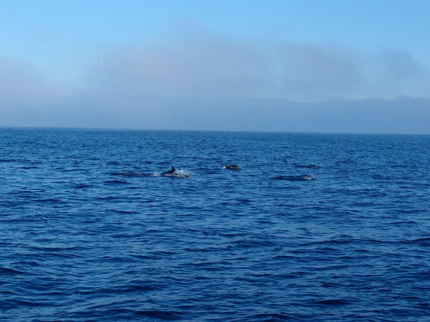 Věrní společníci delfíni, Channel Islands, USA