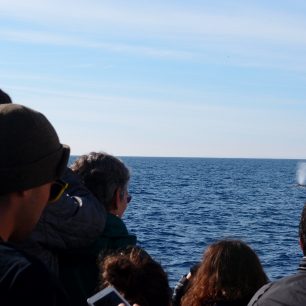Pozorování velryby, Channel Islands, USA