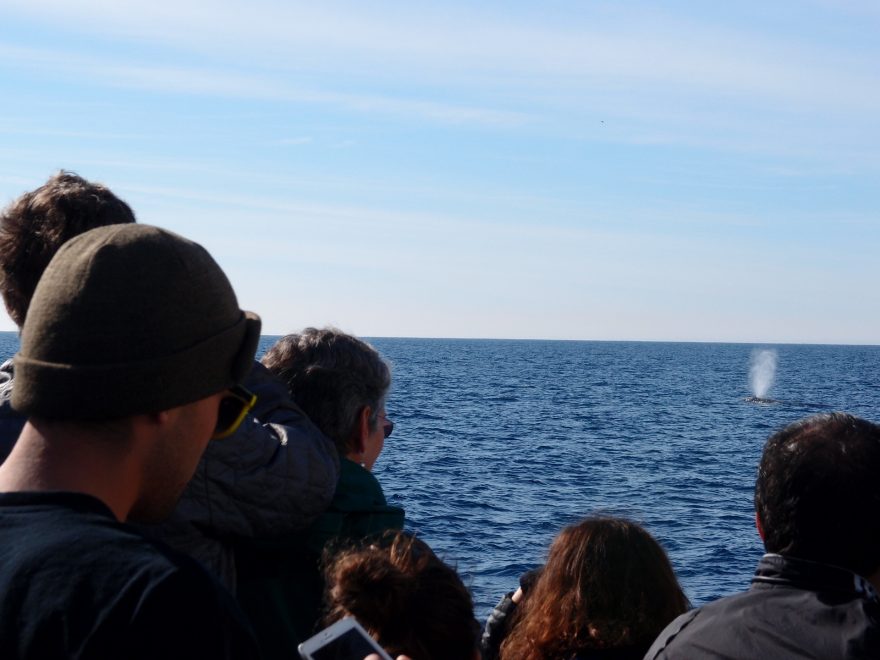 Pozorování velryby, Channel Islands, USA