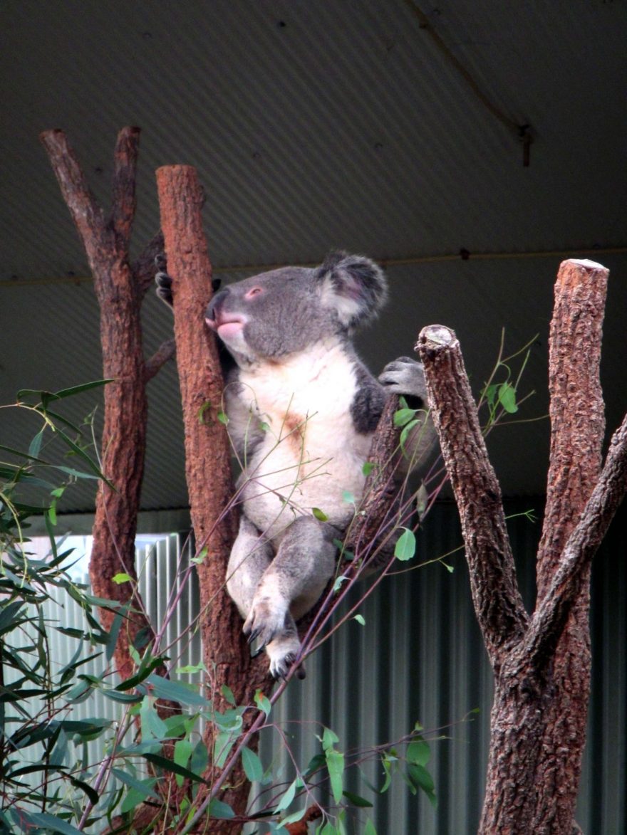 Koalu si můžete na některých místech i pochovat