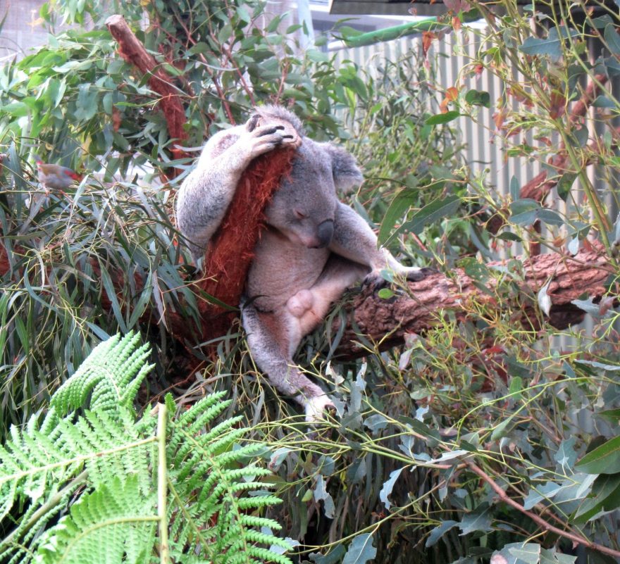 Koaly jsou velmi lenivé