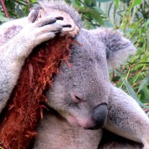 V průměru prospí až 20 hodin za den