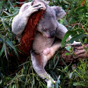 Ve volné přírodě žije jen asi 80 tisíc jedinců