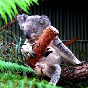 Koaly se živí eukalyptem