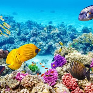 Velký bariérový útes (Shutterstock.com)
