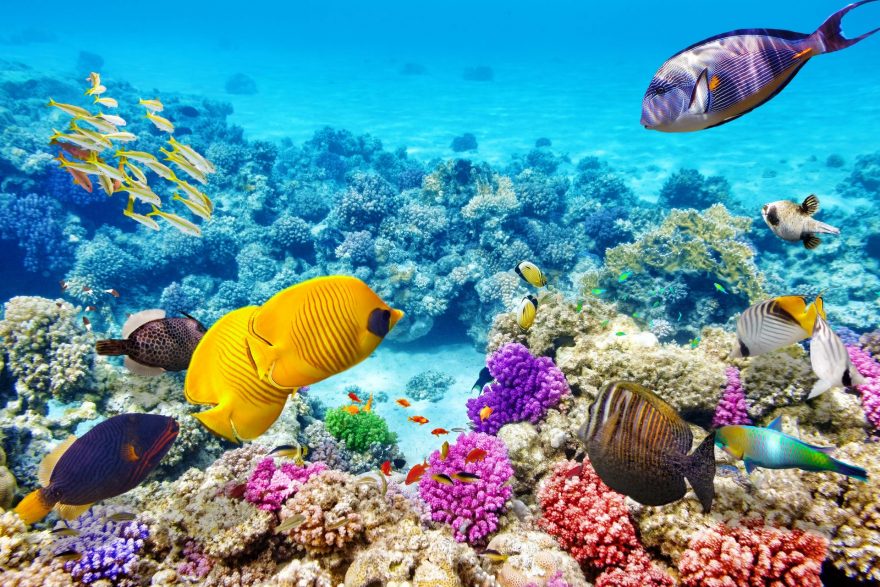 Velký bariérový útes (Shutterstock.com)