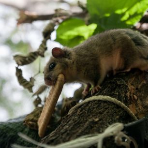 Plch, jeden z našich společníků