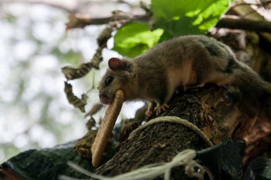 Plch, jeden z našich společníků