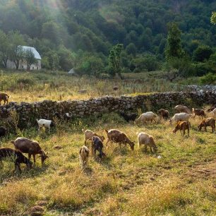 Stálo koz ve vesnici Qerec
