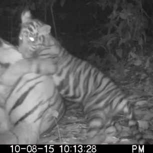 Nová tygří rodina