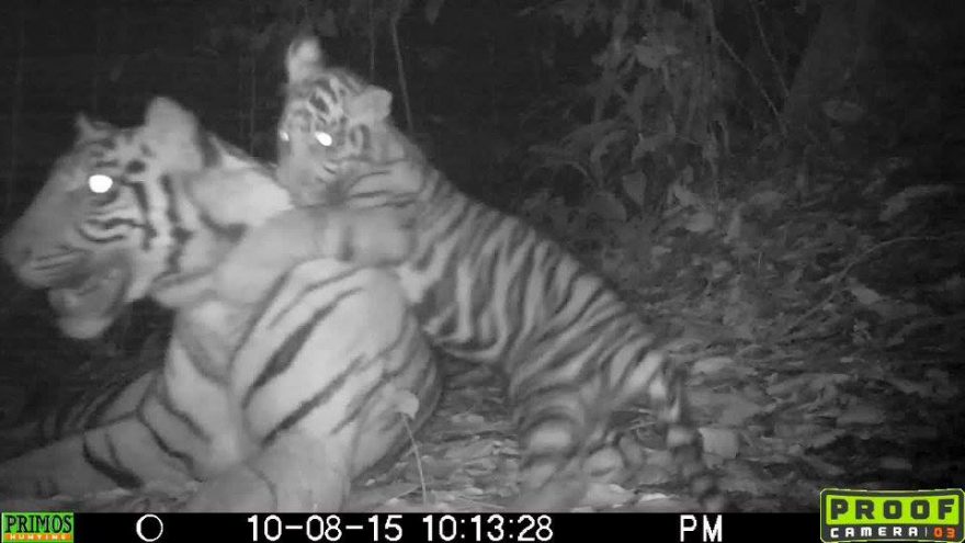 Nová tygří rodina