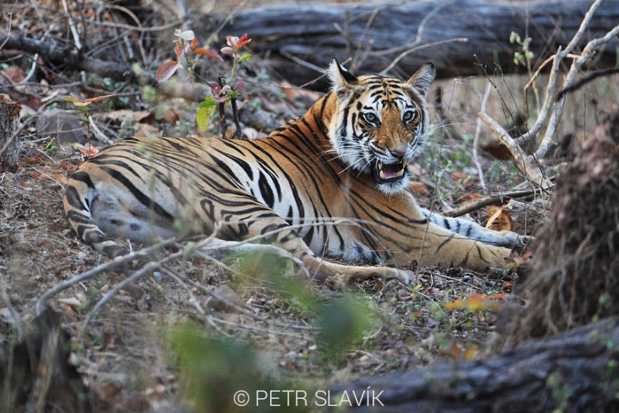 Tygr bengálský patří k největšém kočkovitým šelmám na světě.