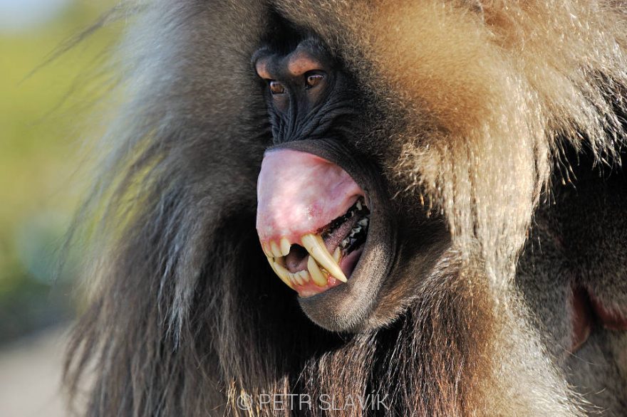 Dželada hnědá, pohoří Simien, Etiopie, Afrika.