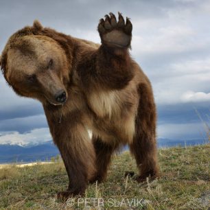 Medvěd grizzly, Montana, USA.