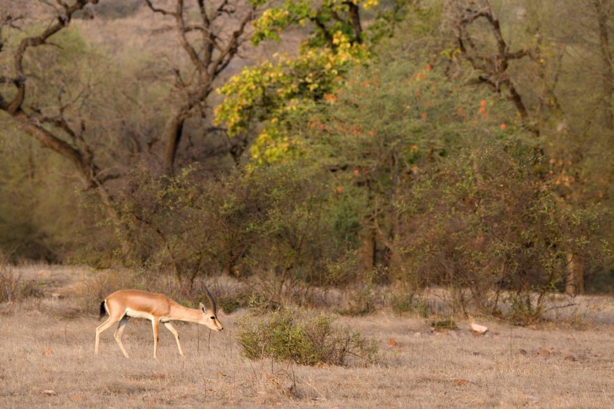 Samec gazely indické v NP Ranthambore