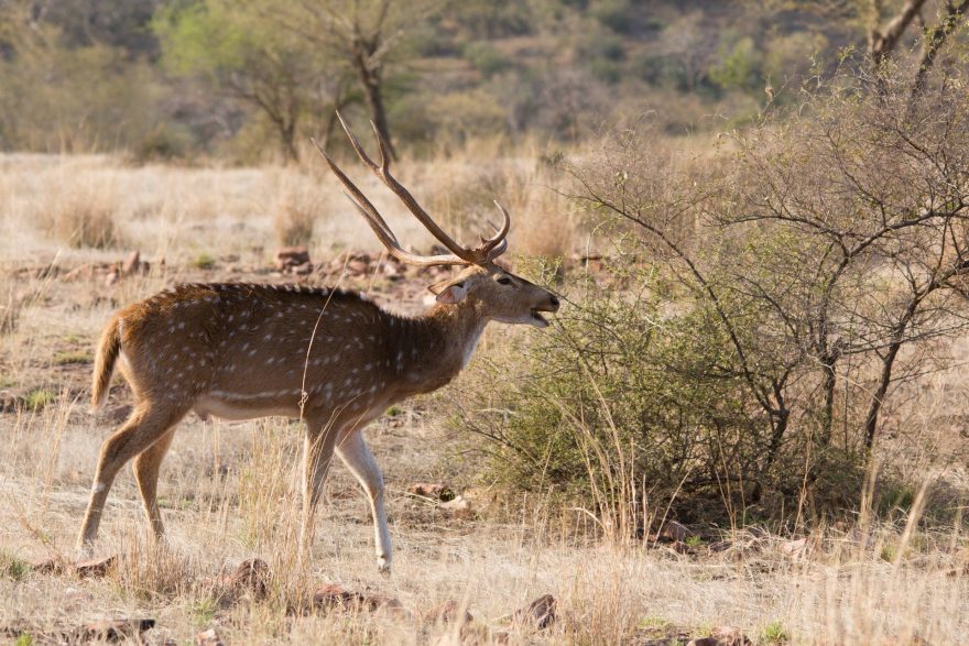 Jelen axis patří k menším jelenům a v Indii je velmi běžný. 