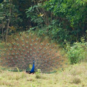 Období sucha je také obdobím námluv indického národního ptáka. Paví samci se snaží nádherným peřím zaujmout samice a jejich křik se nese do daleka. 