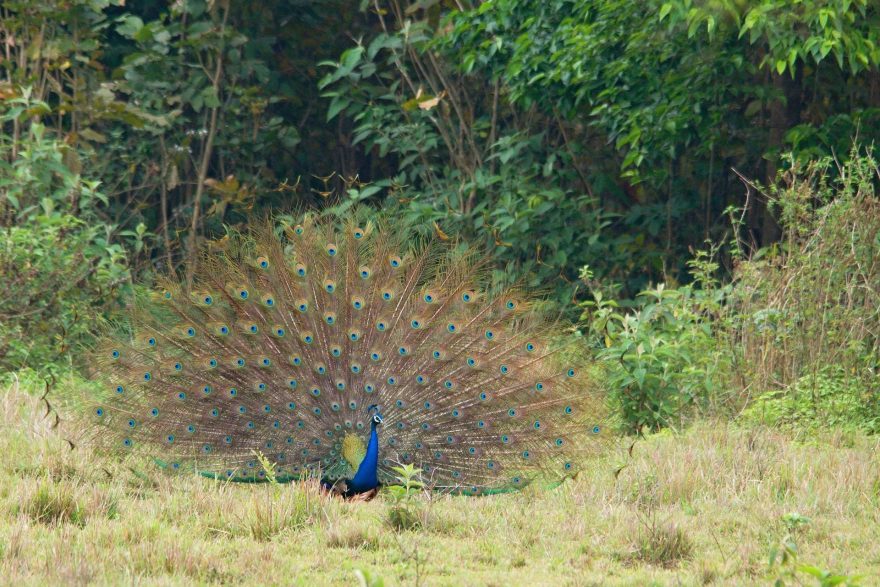 Období sucha je také obdobím námluv indického národního ptáka. Paví samci se snaží nádherným peřím zaujmout samice a jejich křik se nese do daleka. 