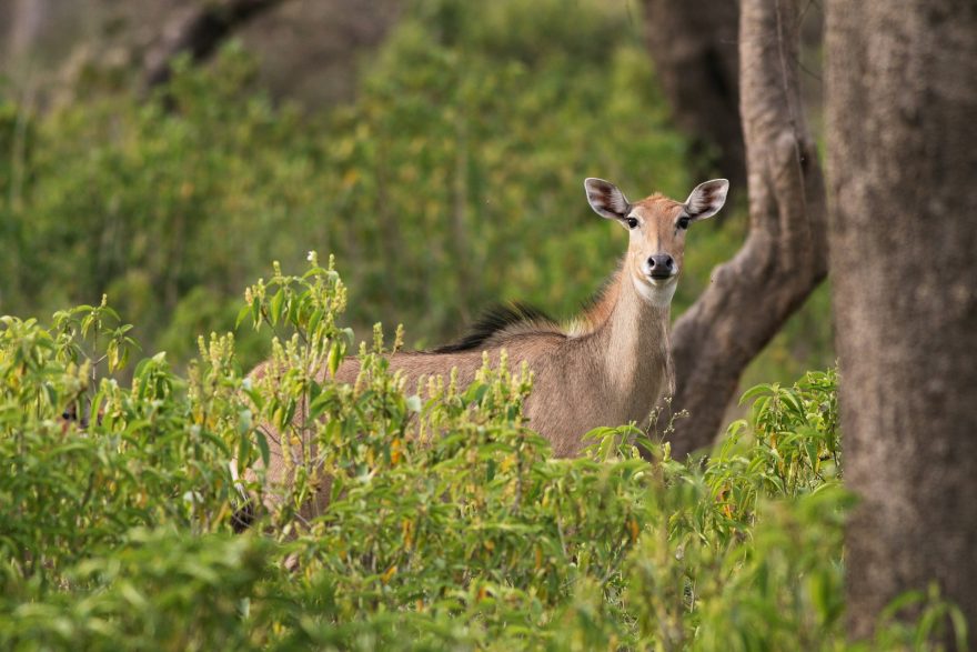 Antilopa nilgau ostražitě naslouchá zvukům lesa. Není na blízku tygr? 