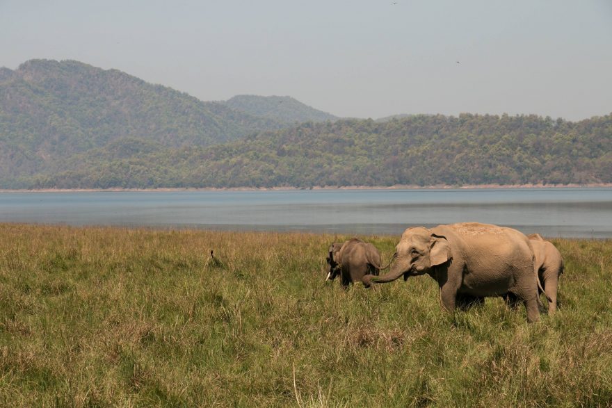Pozorování divokých slonů na pláních v Corbettově národním parku patří k nejhezčím safari zážitkům. 