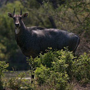 Samci antilopy nilgau mají zvláštní tmavou barvu, podle které se v angličtině nazývají „Blue Bull“, tedy modrý býk. 
