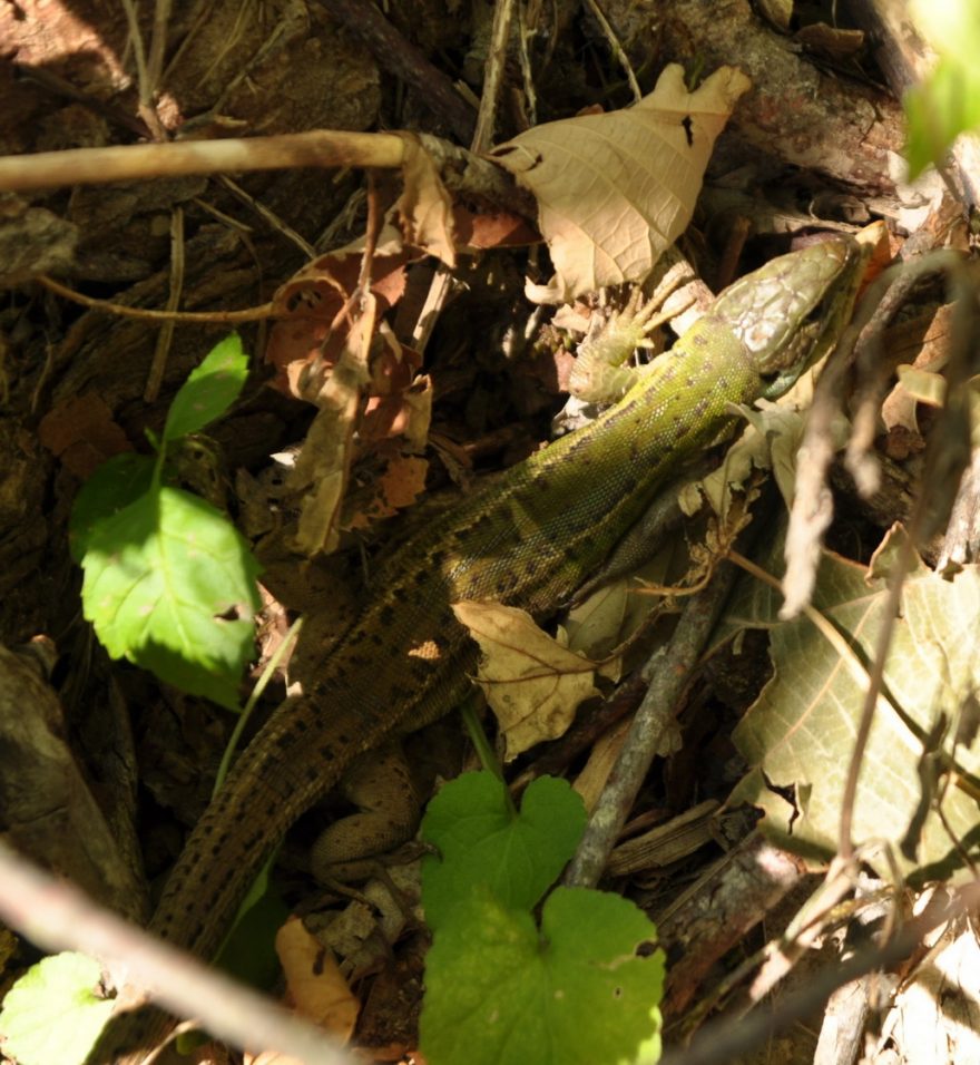 Během putování albánskými horami potkáte mnohé živočichy.