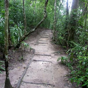 V džungli kolem mayských ruin se skrývají stále mnohá tajemství, jelikož zatím nebyly prozkoumány všechny archeologické oblasti.  